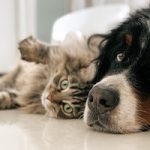 Making Pets Comfortable in Your New Home